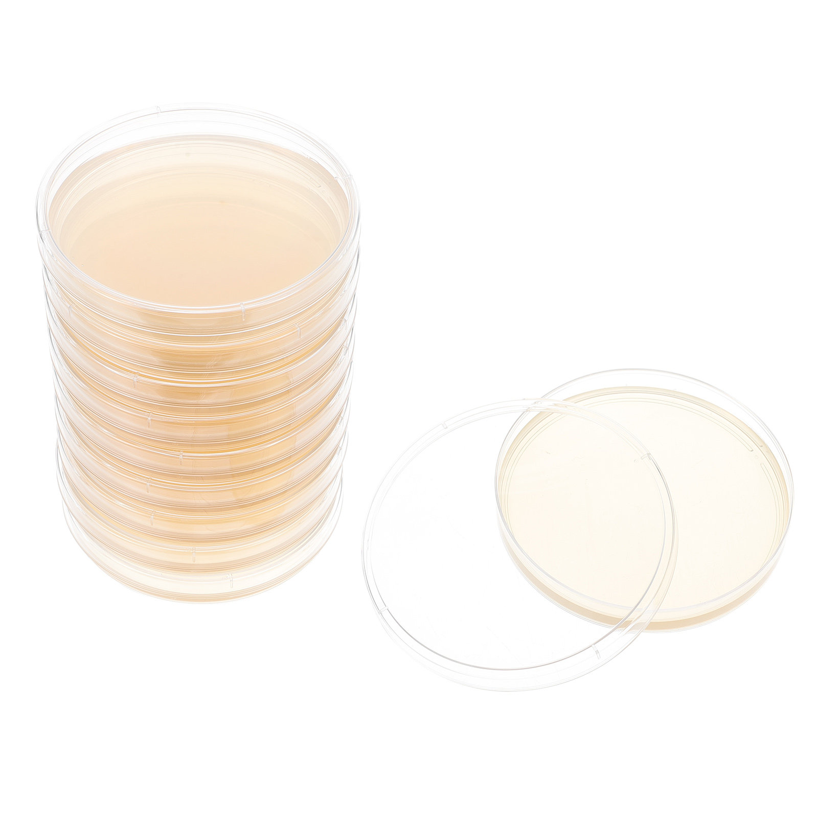 10pcs Nutrient Agar Plates Pre - Science Project ulasan dan harga