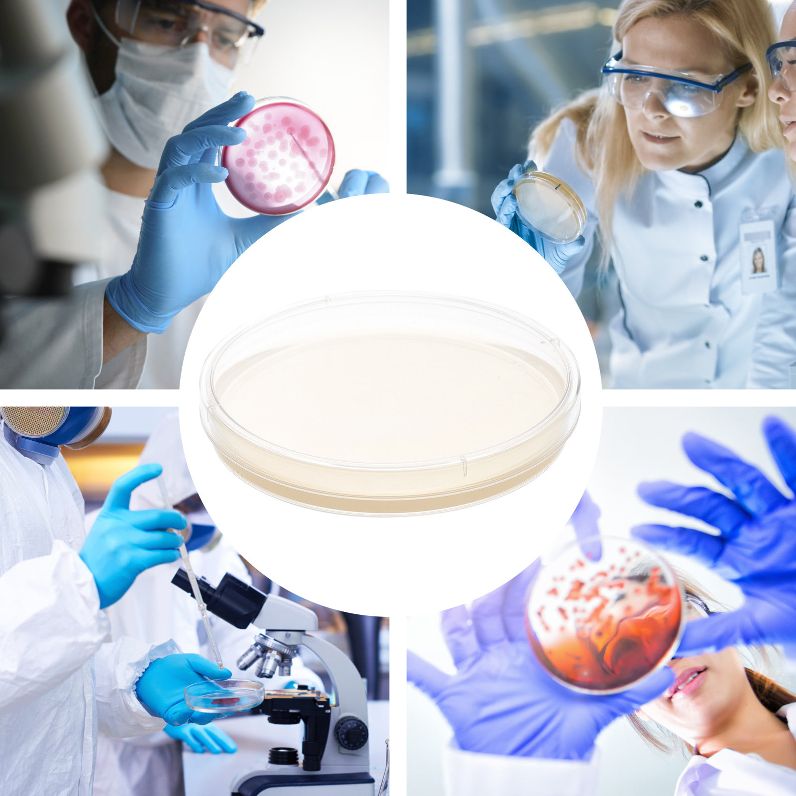 10pcs Nutrient Agar Plates Pre - Science Project ulasan dan harga