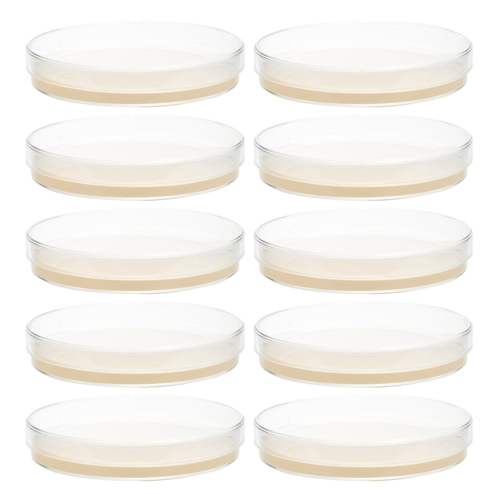 10pcs Nutrient Agar Plates Pre - Science Project ulasan dan harga